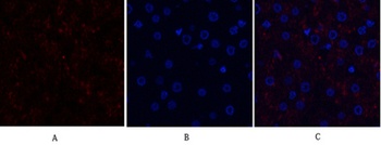 SGK1 antibody