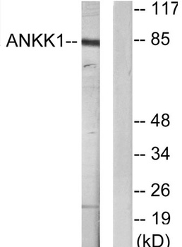 SgK288 rabbit pAb