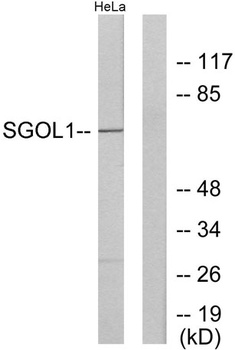Sgo1 antibody