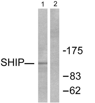 SHIP-1 antibody