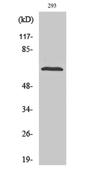 SH-PTP2 rabbit pAb