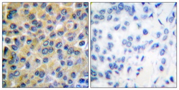 SH-PTP2 antibody