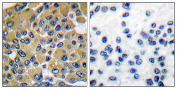 SH-PTP2 antibody