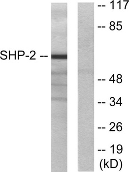 SH-PTP2 antibody