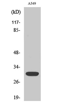 Siah-1/2 rabbit pAb