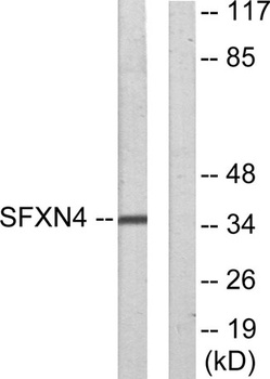 Sideroflexin-4 antibody