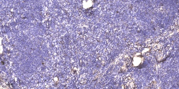 Sideroflexin-4 rabbit pAb