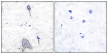 SIRP-α1 rabbit pAb