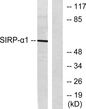 SIRP-α1 rabbit pAb