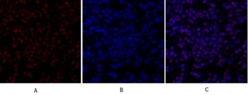 SIRT1 antibody