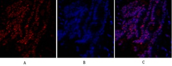 SIRT1 antibody