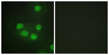 Six3/6 antibody