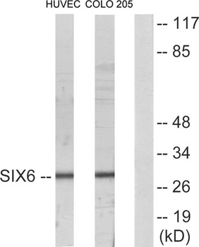Six3/6 antibody