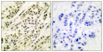 Skp1 p19 rabbit pAb