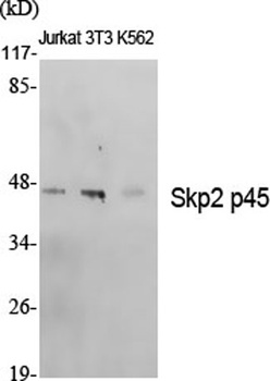 Skp2 p45 antibody