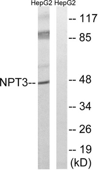 SLC17A2 rabbit pAb
