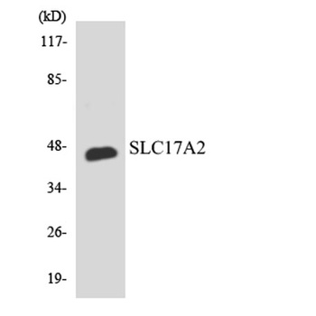 SLC17A2 antibody