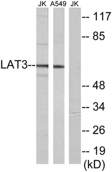 SLC43A1 rabbit pAb