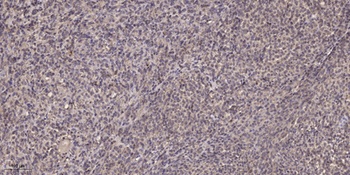 SLC43A1 antibody