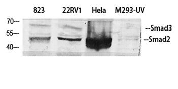 Smad2/3 rabbit pAb