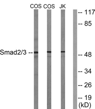 Smad2/3 rabbit pAb