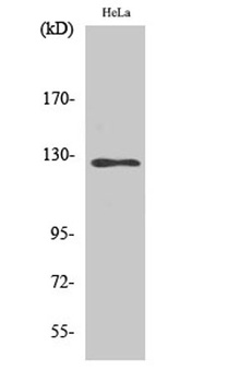 SMG7 antibody