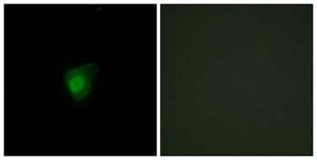 SMG7 antibody