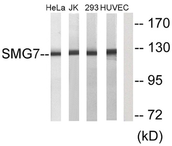 SMG7 antibody