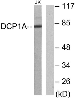 SMIF antibody