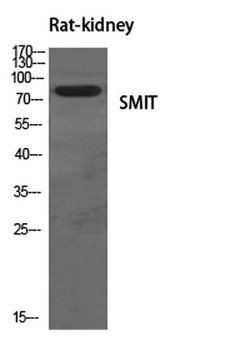 SMIT rabbit pAb