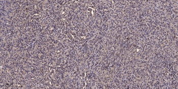 SMIT rabbit pAb