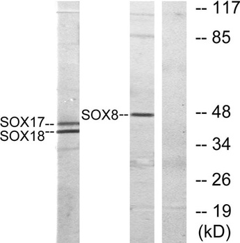 Sox-8/9/17/18 antibody
