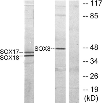 Sox-8/9/17/18 rabbit pAb