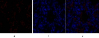 Sox-9 antibody