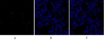 Sox-9 antibody