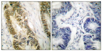 Sp1 antibody