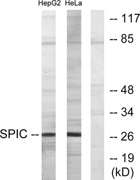 Spi-C antibody