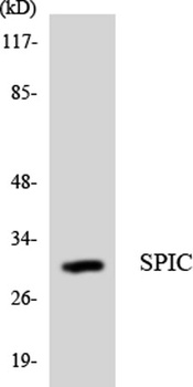 Spi-C antibody