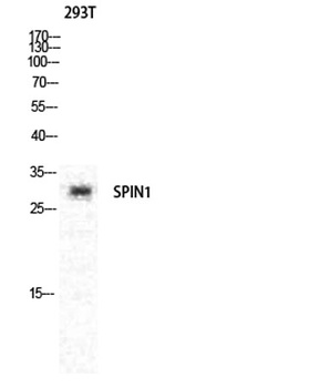 Spindlin-1 rabbit pAb