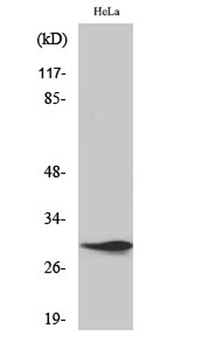 Spindlin-1 rabbit pAb