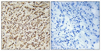 Spindlin-1 antibody