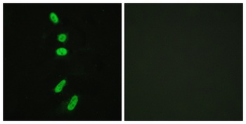 Splicing factor 1 antibody