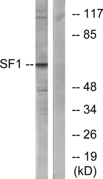 Splicing factor 1 rabbit pAb