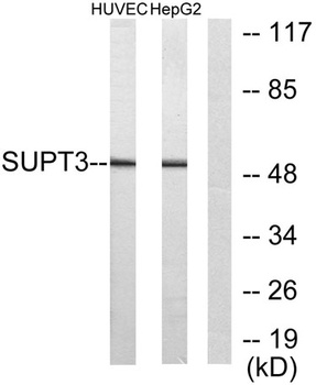 SPT3 rabbit pAb