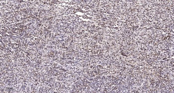 SPT3 rabbit pAb
