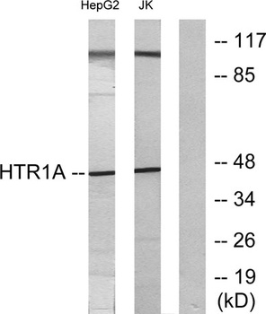 SR-1A antibody