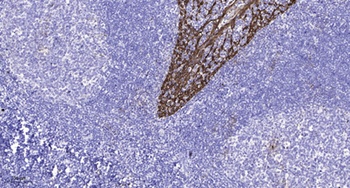 SR-1A antibody