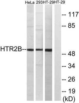 SR-2B rabbit pAb