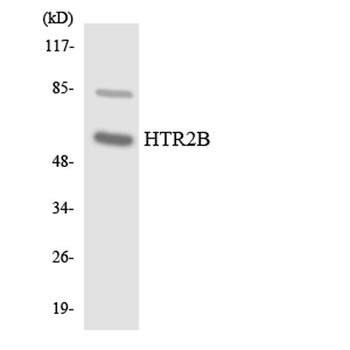 SR-2B antibody