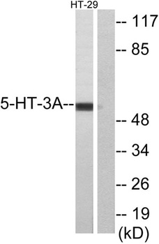 SR-3A antibody